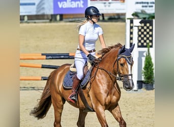 KWPN, Wallach, 9 Jahre, 168 cm, Fuchs