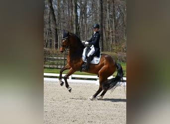 KWPN, Wallach, 9 Jahre, 168 cm, Rappe