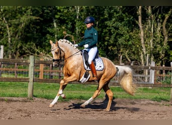 KWPN, Wallach, 9 Jahre, 168 cm, Rappe