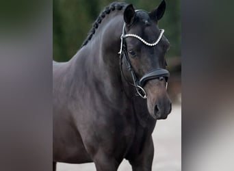 KWPN, Wallach, 9 Jahre, 168 cm, Rappe