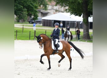 KWPN, Wallach, 9 Jahre, 168 cm, Rotbrauner