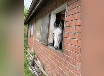 KWPN, Wallach, 9 Jahre, 168 cm, Schimmel