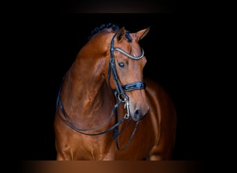 KWPN, Wallach, 9 Jahre, 170 cm, Brauner