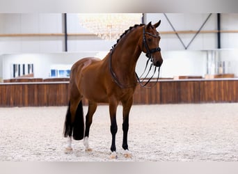 KWPN, Wallach, 9 Jahre, 170 cm, Brauner