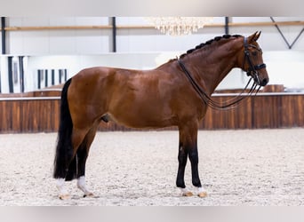 KWPN, Wallach, 9 Jahre, 170 cm, Brauner