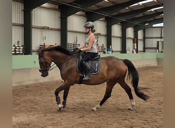KWPN, Wallach, 9 Jahre, 170 cm, Brauner