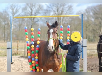 KWPN, Wallach, 9 Jahre, 170 cm, Brauner