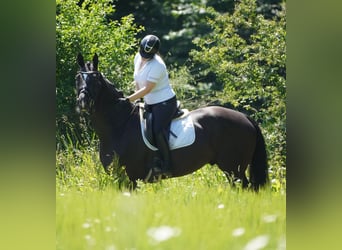 KWPN, Wallach, 9 Jahre, 170 cm
