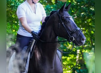 KWPN, Wallach, 9 Jahre, 170 cm