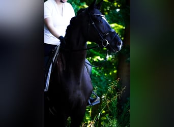 KWPN, Wallach, 9 Jahre, 170 cm
