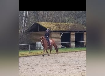 KWPN, Wallach, 9 Jahre, 170 cm, Fuchs