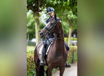 KWPN, Wallach, 9 Jahre, 170 cm, Rappe