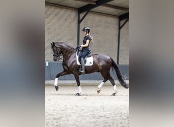KWPN, Wallach, 9 Jahre, 170 cm, Rappe
