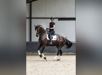 KWPN, Wallach, 9 Jahre, 170 cm, Rappe