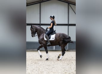 KWPN, Wallach, 9 Jahre, 170 cm, Rappe