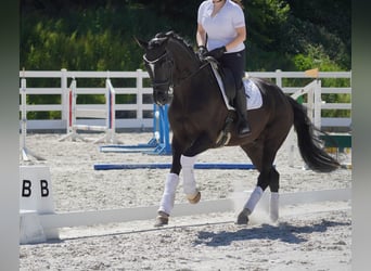 KWPN, Wallach, 9 Jahre, 170 cm, Rappe