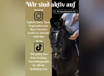 KWPN, Wallach, 9 Jahre, 170 cm, Rappe