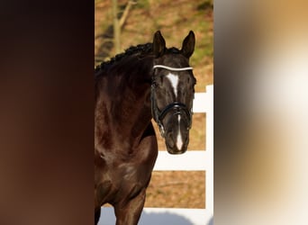 KWPN, Wallach, 9 Jahre, 170 cm, Rappe