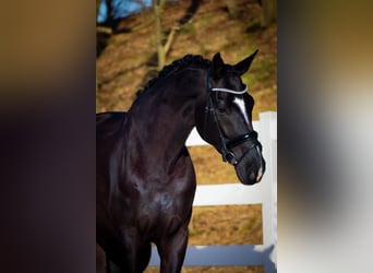 KWPN, Wallach, 9 Jahre, 170 cm, Rappe