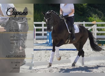 KWPN, Wallach, 9 Jahre, 170 cm, Rappe
