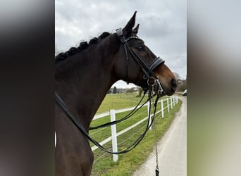 KWPN, Wallach, 9 Jahre, 171 cm, Brauner