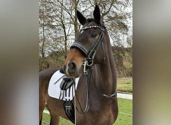 KWPN, Wallach, 9 Jahre, 171 cm, Brauner