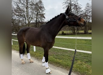 KWPN, Wallach, 9 Jahre, 171 cm, Brauner