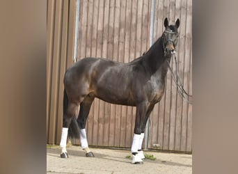 KWPN, Wallach, 9 Jahre, 171 cm, Dunkelbrauner