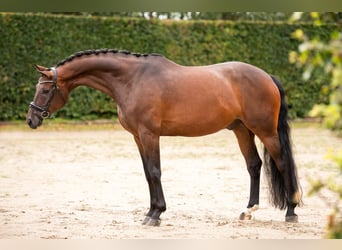 KWPN, Wallach, 9 Jahre, 172 cm, Brauner