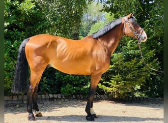 KWPN, Wallach, 9 Jahre, 172 cm, Brauner