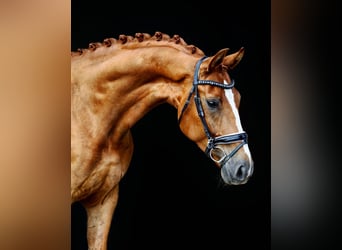 KWPN, Wallach, 9 Jahre, 172 cm, Fuchs