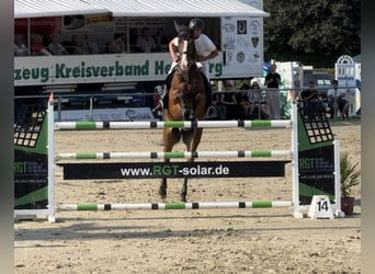 KWPN, Wallach, 9 Jahre, 172 cm, Hellbrauner