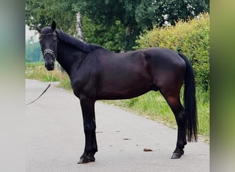 KWPN, Wallach, 9 Jahre, 172 cm, Rappe