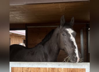 KWPN, Wallach, 9 Jahre, 172 cm, Rappe