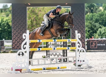 KWPN, Wallach, 9 Jahre, 172 cm, Rotbrauner
