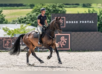 KWPN, Wallach, 9 Jahre, 172 cm, Rotbrauner