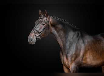 KWPN, Wallach, 9 Jahre, 172 cm, Rotbrauner