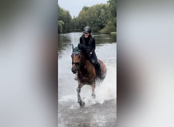 KWPN, Wallach, 9 Jahre, 173 cm, Brauner