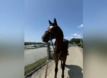 KWPN, Wallach, 9 Jahre, 173 cm, Brauner