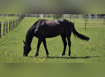 KWPN, Wallach, 9 Jahre, 173 cm, Schwarzbrauner