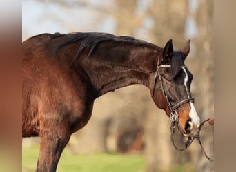 KWPN Mix, Wallach, 9 Jahre, 174 cm, Rotbrauner