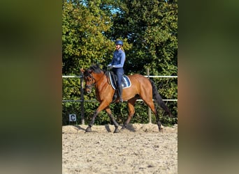 KWPN, Wallach, 9 Jahre, 175 cm, Brauner