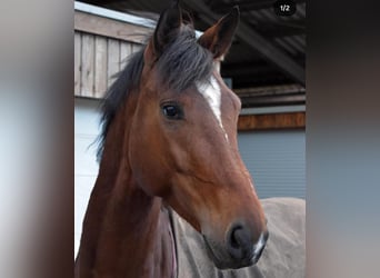 KWPN, Wallach, 9 Jahre, 175 cm, Brauner