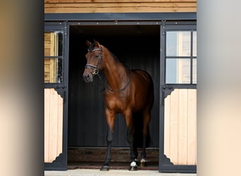 KWPN, Wallach, 9 Jahre, 175 cm, Brauner