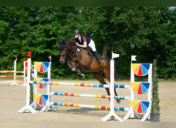 KWPN, Wallach, 9 Jahre, 175 cm, Brauner