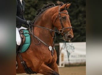 KWPN, Wallach, 9 Jahre, 175 cm, Dunkelbrauner