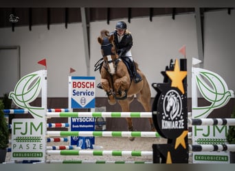 KWPN, Wallach, 9 Jahre, 175 cm, Fuchs