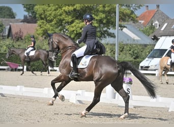 KWPN, Wallach, 9 Jahre, 175 cm, Rappe