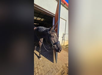 KWPN, Wallach, 9 Jahre, 175 cm, Rappe