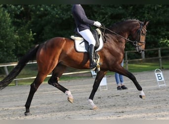 KWPN, Wallach, 9 Jahre, 177 cm, Dunkelbrauner